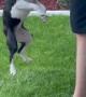 Boston Terrier Won't Let Go of the Ball