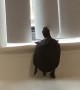Turtle Lifts Itself Up to Look Out Window