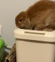 Mini Lop Bunny Max Climbing on Bin Falls Inside
