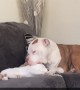 Pitbull Fits Mouth Over Cat's Noggin