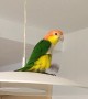 Parrot Has Dance Party on Light Fixture