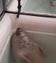 Super relaxed seal chills out under running water