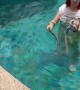 Woman Successfully Relocates Snake from Pool