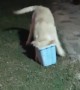 Puppy Playing with Bucket Falls Over