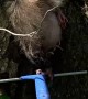 Mama Possum Got Stuck