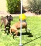 Dogs Have a Great Time with Tether-Ball