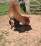 Blossom the Mama Alpaca Squishes Her Daughter Violet