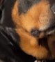 Rottweiler gives hilarious eye roll when asked to hold hands