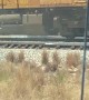 Train Collides with Truck Stuck on Tracks