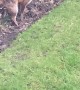 Fox Does Its Business in the Backyard