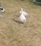 Ducks Chase Playful Pup Around Backyard