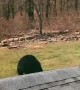 Young Bear Caught Climbing on Roof