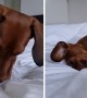 Curious pup digs on bed to see what\'s underneath 