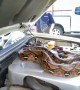Python Found Under Vehicle's Hood