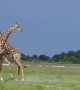 Bull Giraffes Battle in Botswana