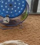 Parakeets Spin on Wheel at Pet Store