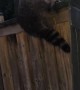 Rescuing a Raccoon with a Hockey Stick