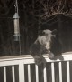 Scaring a Black Bear Off the Porch