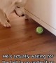 Pup waits for ball to go under cupboard so he can get mom\'s attention 