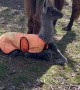 Newborn Llama Learning How Legs Work