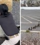 Police rescue ducklings while mother duck watches on