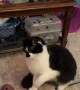 Cat's Sudden Attack Leads to Retaliation