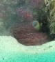 Octopus Cyanea Throws Sand at Camera