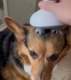 Corgi Massage