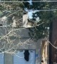 Bear Climbs Into Garage of Lake Tahoe Home