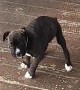 Boxer Puppy Spins