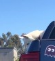 Husky Heard 'Screaming' Out of Car Window