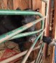 Guys Rescue a Cow with its Foot Trapped in Gate