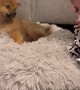Harmonica Has Puppy Howling Along