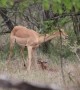 Newborn Impala Tries to Stand