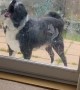 Dog Likes to Lick Windows