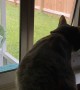 Pet Door Confuses Cat