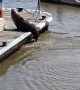 Seal Sunbathes at Seaport