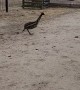 Baby Emu with Zoomies Chases Around a Small Bird