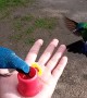 Multiple Birds Being Hand Fed at Zuroloma Birding
