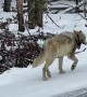 Wolf Walks Along Road in Yellowstone