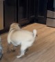 Pug Jumps in Excitement