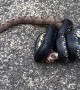 Eastern King Snake Kills Venomous Copperhead in Alabama