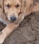 Digging Dog Buries Buddies