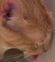 Oblivious Cat Drinks From Sink as Water Pours on His Head