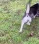 Rescued Raccoon Plays with Dog