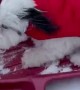 Little Puppy Excitedly Sleds Down Hill