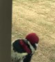 Woodpecker at Window Taps Back
