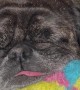 Pug Snores on Toy Ball with Tongue Hanging Out