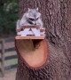 Raccoon Feasts at Little Picnic Table