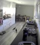 Magpies Caught Stealing Pet Food on Security Camera